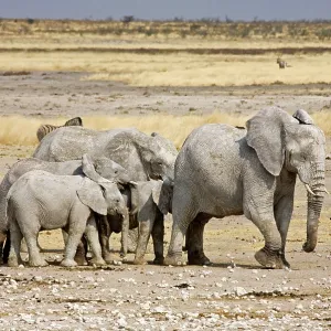 African Elephant - adults and young on a trampled plain African Elephant - adults and young on a trampled plain