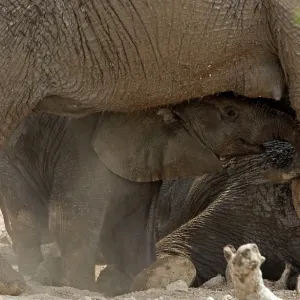 African Elephant - baby playing in the dust by African Elephant - baby playing in the dust by