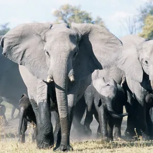 African ELEPHANT - breeding herd with matriarch threatening African ELEPHANT - breeding herd with matriarch threatening