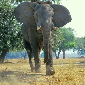 African ELEPHANT bull - giving photographer a bluff charge