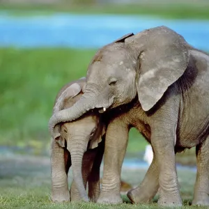 African Elephant - calves playing
