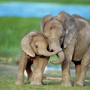 African ELEPHANT - two calves with trunks together