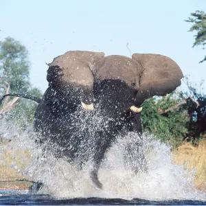 AFRICAN ELEPHANT - charging through water AFRICAN ELEPHANT - charging through water