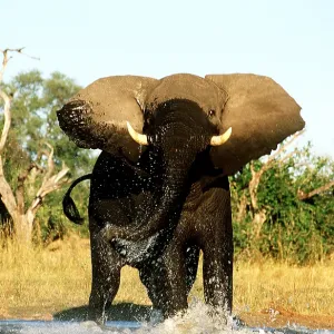AFRICAN ELEPHANT - charging in water AFRICAN ELEPHANT - charging in water