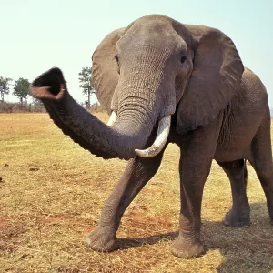 African Elephant - Checking out photographer with trunk