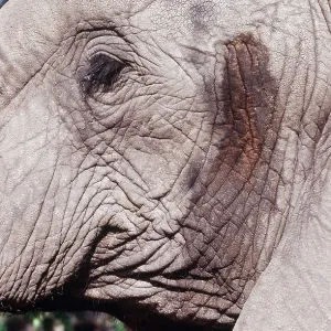 African ELEPHANT - Close-up of head, in musth African ELEPHANT - Close-up of head, in musth