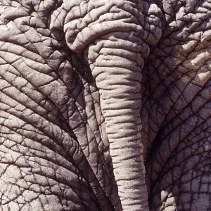 African ELEPHANT - close-up of tail African ELEPHANT - close-up of tail