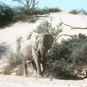 AFRICAN ELEPHANT / desert elephant - single AFRICAN ELEPHANT / desert elephant - single