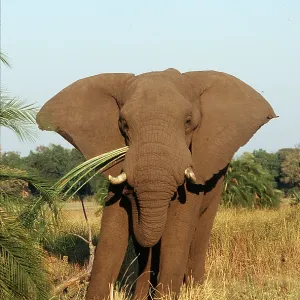 African ELEPHANT - eating foliage African ELEPHANT - eating foliage