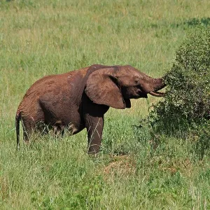 African Elephant feeding on bush 1 201 African Elephant feeding on bush 1 201