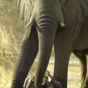African ELEPHANT - feeling skull of dead baby African ELEPHANT - feeling skull of dead baby