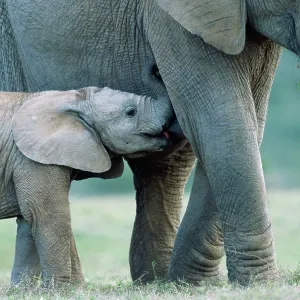 African Elephant - female and suckling calf African Elephant - female and suckling calf