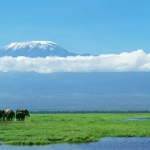 African Elephant - females & calves, Kilimanjaro