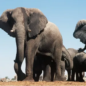 African ELEPHANT - herd