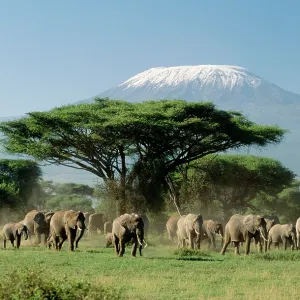 African ELEPHANT - herd infront of Mt. Kilimanjaro