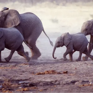 African ELEPHANT - herd running with calves African ELEPHANT - herd running with calves