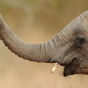 African Elephant - lifting up trunk African Elephant - lifting up trunk