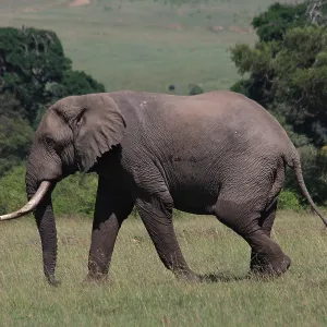African Elephant on the Masai Mara 1 574 African Elephant on the Masai Mara 1 574