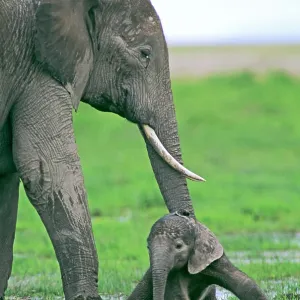 African Elephant - with newborn calf