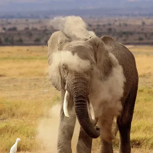 African Elephant powdering himself with dust