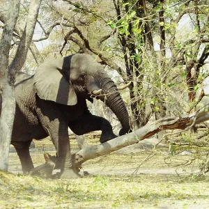 African ELEPHANT - pushing down tree African ELEPHANT - pushing down tree