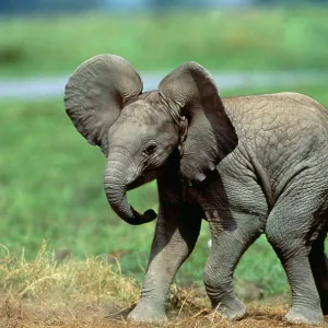 African Elephant - single calf