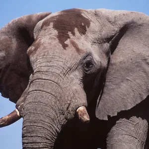 AFRICAN ELEPHANT - single, close-up of head