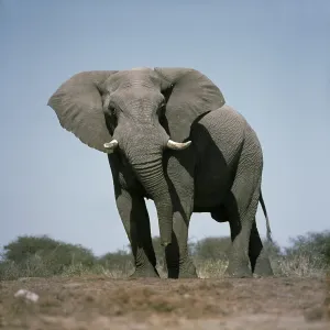AFRICAN ELEPHANT - single male facing AFRICAN ELEPHANT - single male facing