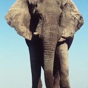 AFRICAN ELEPHANT - STANDING