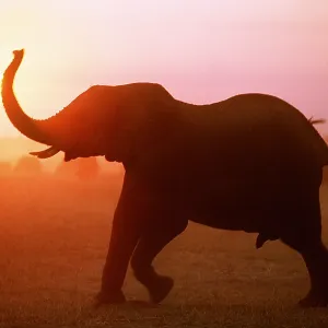 AFRICAN ELEPHANT - TRUNK UP IN SUNSET AFRICAN ELEPHANT - TRUNK UP IN SUNSET