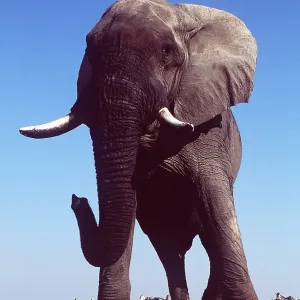AFRICAN ELEPHANT - with tusks