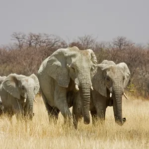 African Elephant - walking through sweet grass African Elephant - walking through sweet grass
