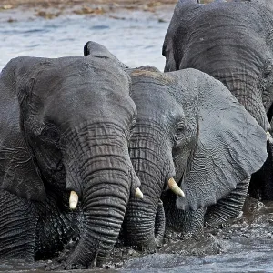 African Elephant - in water pool African Elephant - in water pool