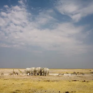 African Elephant - wide angle view at a water hole African Elephant - wide angle view at a water hole