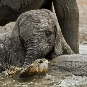 African Elephant - youngster playing in water pool African Elephant - youngster playing in water pool
