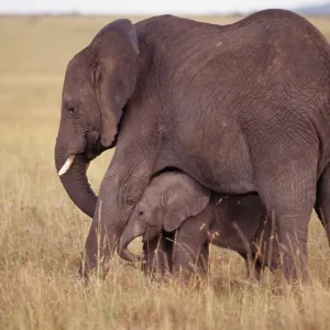 African Elephants - Mother & Baby African Elephants - Mother & Baby