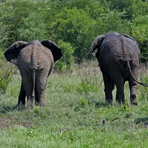 African Elephants after mudbath walking away 0497 African Elephants after mudbath walking away 0497