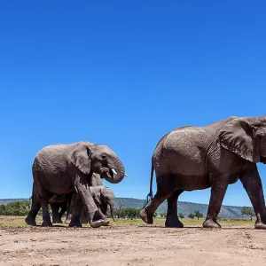 African elephants walking in Masai Mara African elephants walking in Masai Mara