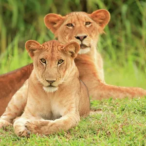 African Lion - 2 sub adults Selous Game Reserve African Lion - 2 sub adults Selous Game Reserve