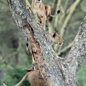 African Lion - 3 females in a tree Lake Nakuru National African Lion - 3 females in a tree Lake Nakuru National