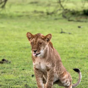 African Lion juvenile urinating