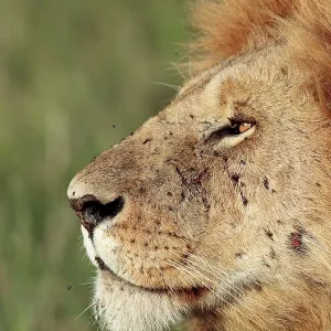 African Lion - male Masai Mara National Park, Kenya African Lion - male Masai Mara National Park, Kenya