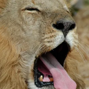 African Lion - Male, yawning African Lion - Male, yawning