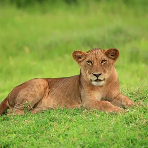 African Lion - sub adult lion Selous Game Reserve African Lion - sub adult lion Selous Game Reserve
