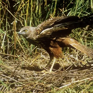 African Marsh Harrier - at nest African Marsh Harrier - at nest
