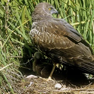 African Marsh Harrier - shielding chicks from sun African Marsh Harrier - shielding chicks from sun