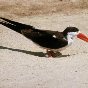 African Skimmer - with eggs African Skimmer - with eggs