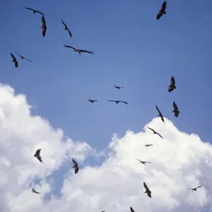 AFRICAN VULTURES - flock in flight AFRICAN VULTURES - flock in flight
