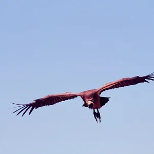 African White-backed VULTURE - in flight African White-backed VULTURE - in flight