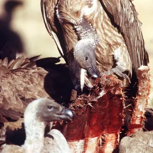 African White-backed VULTURE - x two, feeding on carcass African White-backed VULTURE - x two, feeding on carcass